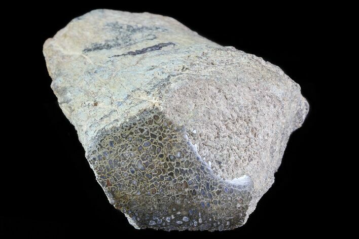Polished Dinosaur Bone (Gembone) Section - Colorado #72991